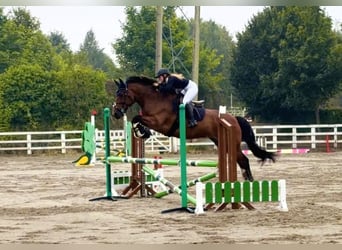 Caballo de deporte irlandés, Caballo castrado, 6 años, 164 cm, Castaño rojizo