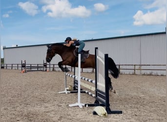 Caballo de deporte irlandés, Caballo castrado, 6 años, 164 cm, Castaño rojizo