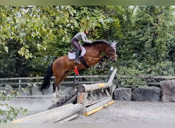Caballo de deporte irlandés, Caballo castrado, 6 años, 164 cm, Castaño rojizo