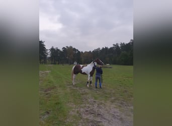 Caballo de deporte irlandés, Caballo castrado, 6 años, 164 cm, Pío