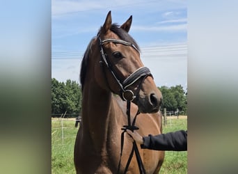 Caballo de deporte irlandés Mestizo, Caballo castrado, 6 años, 165 cm, Castaño