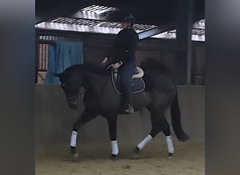 Caballo de deporte irlandés Mestizo, Caballo castrado, 6 años, 165 cm, Castaño oscuro