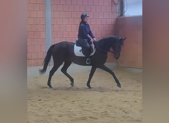 Caballo de deporte irlandés, Caballo castrado, 6 años, 165 cm, Negro