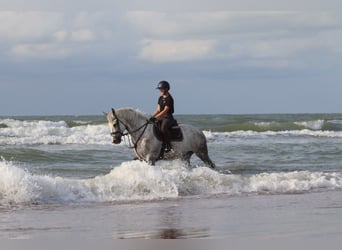 Caballo de deporte irlandés, Caballo castrado, 6 años, 165 cm, Porcelana