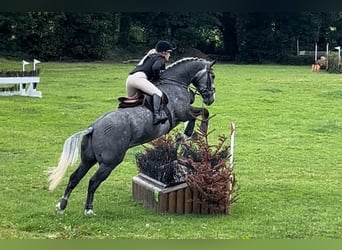 Caballo de deporte irlandés, Caballo castrado, 6 años, 165 cm, Tordo rodado