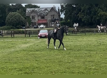 Caballo de deporte irlandés, Caballo castrado, 6 años, 165 cm, Tordo rodado