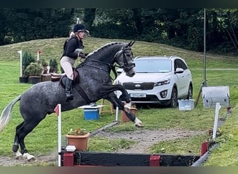 Caballo de deporte irlandés, Caballo castrado, 6 años, 165 cm, Tordo rodado