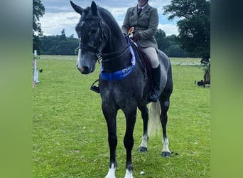 Caballo de deporte irlandés, Caballo castrado, 6 años, 165 cm, Tordo rodado