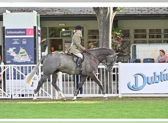 Caballo de deporte irlandés, Caballo castrado, 6 años, 165 cm, Tordo rodado