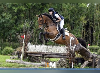 Caballo de deporte irlandés, Caballo castrado, 6 años, 166 cm, Castaño