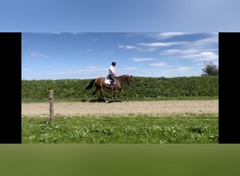 Caballo de deporte irlandés, Caballo castrado, 6 años, 166 cm, Castaño rojizo