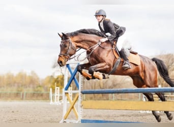 Caballo de deporte irlandés, Caballo castrado, 6 años, 167 cm, Castaño