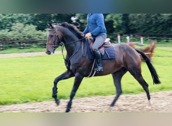Caballo de deporte irlandés, Caballo castrado, 6 años, 167 cm, Castaño oscuro