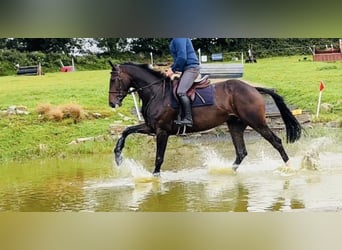 Caballo de deporte irlandés, Caballo castrado, 6 años, 167 cm, Castaño oscuro