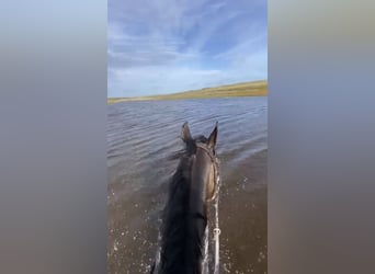 Caballo de deporte irlandés, Caballo castrado, 6 años, 167 cm, Castaño oscuro