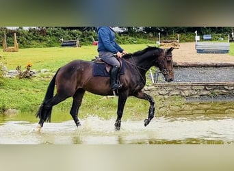 Caballo de deporte irlandés, Caballo castrado, 6 años, 167 cm, Castaño oscuro