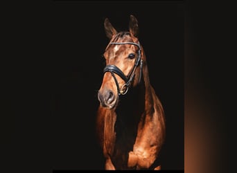 Caballo de deporte irlandés, Caballo castrado, 6 años, 167 cm, Castaño oscuro