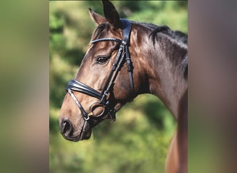 Caballo de deporte irlandés, Caballo castrado, 6 años, 167 cm, Castaño oscuro