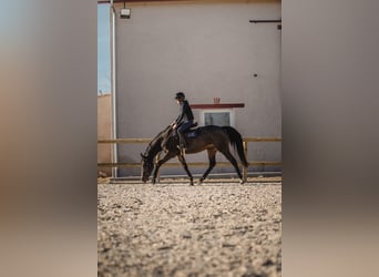 Caballo de deporte irlandés, Caballo castrado, 6 años, 167 cm, Morcillo