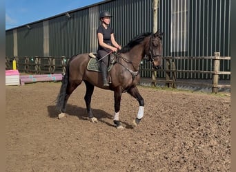 Caballo de deporte irlandés, Caballo castrado, 6 años, 168 cm, Castaño oscuro