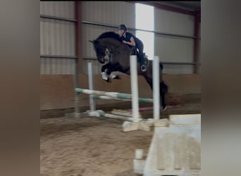 Caballo de deporte irlandés, Caballo castrado, 6 años, 168 cm, Castaño oscuro