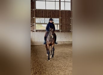 Caballo de deporte irlandés, Caballo castrado, 6 años, 168 cm, Castaño oscuro