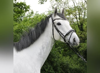 Caballo de deporte irlandés, Caballo castrado, 6 años, 168 cm, Tordo rodado