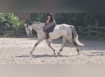 Caballo de deporte irlandés, Caballo castrado, 6 años, 168 cm, Tordo rodado