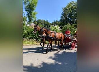 Caballo de deporte irlandés, Caballo castrado, 6 años, 169 cm, Castaño