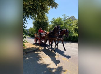Caballo de deporte irlandés, Caballo castrado, 6 años, 169 cm, Castaño