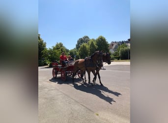 Caballo de deporte irlandés, Caballo castrado, 6 años, 169 cm, Castaño