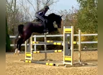 Caballo de deporte irlandés, Caballo castrado, 6 años, 169 cm, Castaño oscuro