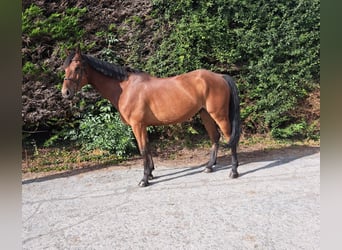 Caballo de deporte irlandés, Caballo castrado, 6 años, 170 cm