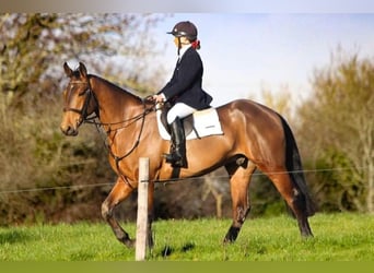 Caballo de deporte irlandés, Caballo castrado, 6 años, 172 cm, Castaño