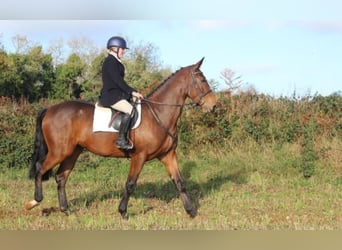 Caballo de deporte irlandés, Caballo castrado, 6 años, 172 cm, Castaño