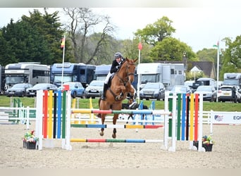 Caballo de deporte irlandés, Caballo castrado, 6 años, 173 cm, Alazán