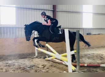 Caballo de deporte irlandés, Caballo castrado, 6 años, 173 cm