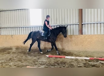 Caballo de deporte irlandés, Caballo castrado, 6 años, 173 cm, Castaño