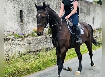 Caballo de deporte irlandés, Caballo castrado, 6 años, 173 cm, Castaño