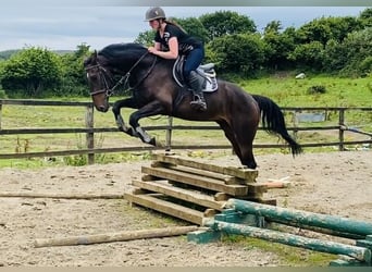 Caballo de deporte irlandés, Caballo castrado, 6 años, 173 cm, Castaño