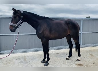 Caballo de deporte irlandés, Caballo castrado, 6 años, 173 cm, Castaño