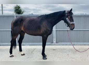 Caballo de deporte irlandés, Caballo castrado, 6 años, 173 cm, Castaño