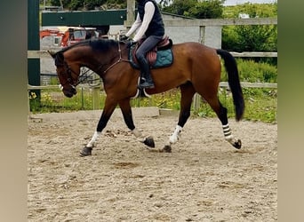 Caballo de deporte irlandés, Caballo castrado, 6 años, 173 cm, Castaño rojizo