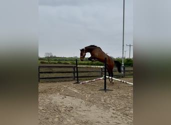 Caballo de deporte irlandés, Caballo castrado, 6 años, 173 cm, Castaño rojizo