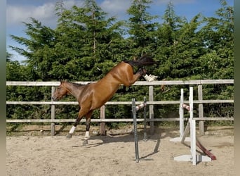 Caballo de deporte irlandés, Caballo castrado, 6 años, 173 cm, Castaño rojizo