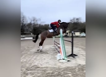 Caballo de deporte irlandés, Caballo castrado, 6 años, 173 cm, Castaño rojizo