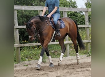 Caballo de deporte irlandés, Caballo castrado, 6 años, 173 cm, Castaño rojizo