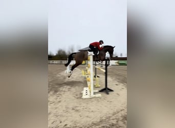 Caballo de deporte irlandés, Caballo castrado, 6 años, 173 cm, Castaño rojizo