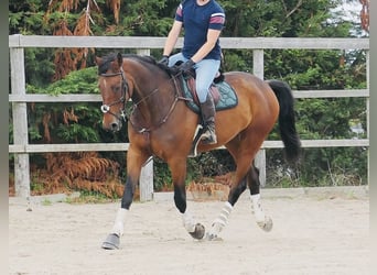 Caballo de deporte irlandés, Caballo castrado, 6 años, 173 cm, Castaño rojizo