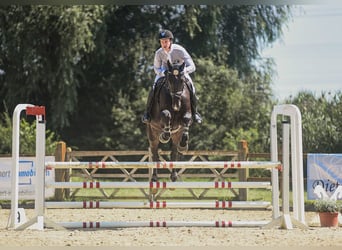 Caballo de deporte irlandés, Caballo castrado, 6 años, 174 cm, Negro